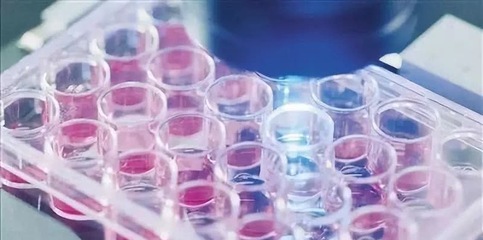 【干细胞知识】干细胞如何进行抗衰老?